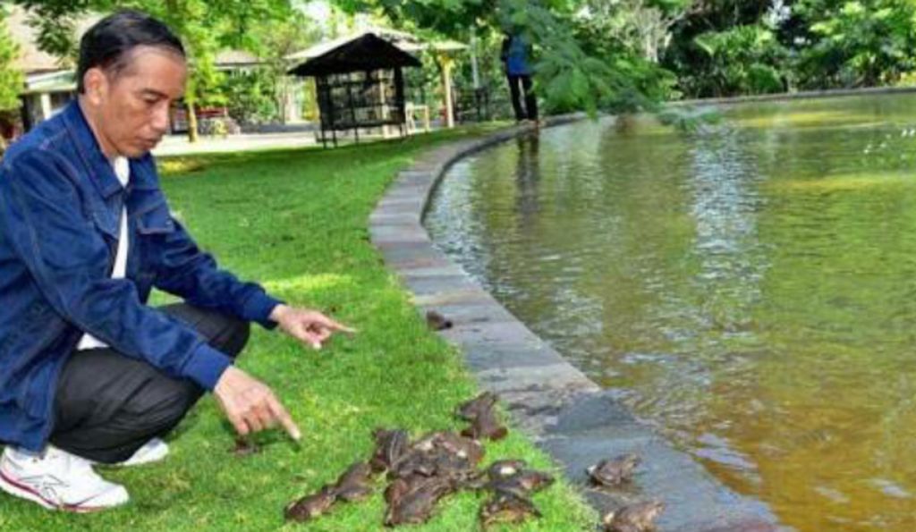 Presiden Joko Widodo melepas puluhan katak di Istana Bogor.