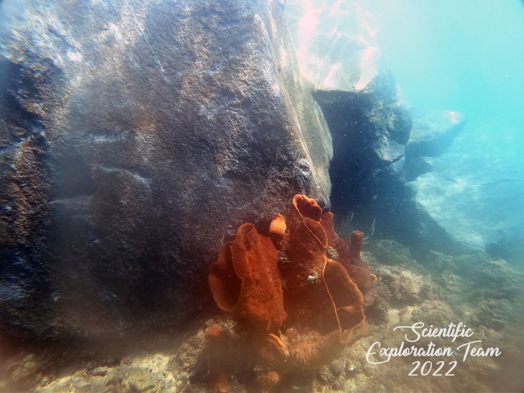 Terumbu karang di Pantai Minanga, Malalayang 1, Manado, Sulawesi Utara, tertimpa bebatuan dari proyek reklamasi yang dilaksanakan oleh PT TJ Silfanus. Foto diambil pada 8 Agustus 2022.