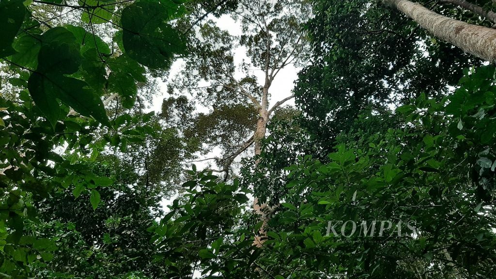 Salah satu lokasi pohon durian yang berada di permukitan di Kecamatan Singkawang Timur, Kota Singkawang, Kalimantan Barat, Minggu (25/9/2022).