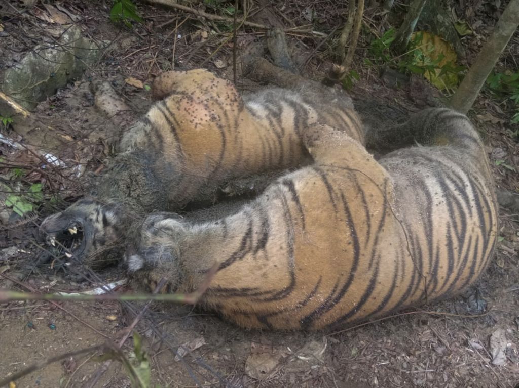 Dua harimau sumatera (<i>Panthera tigris sumatrae</i>) ditemukan mati di kawasan hutan Ie Buboh, Kecamatan Meukek, Aceh Selatan, Aceh, Rabu (25/8/2021). Tiga harimau sumatera yang terdiri dari satu induk harimau dan dua anak harimau (satu betina dan satu jantan) ditemukan mati diduga akibat terkena jeratan babi. 