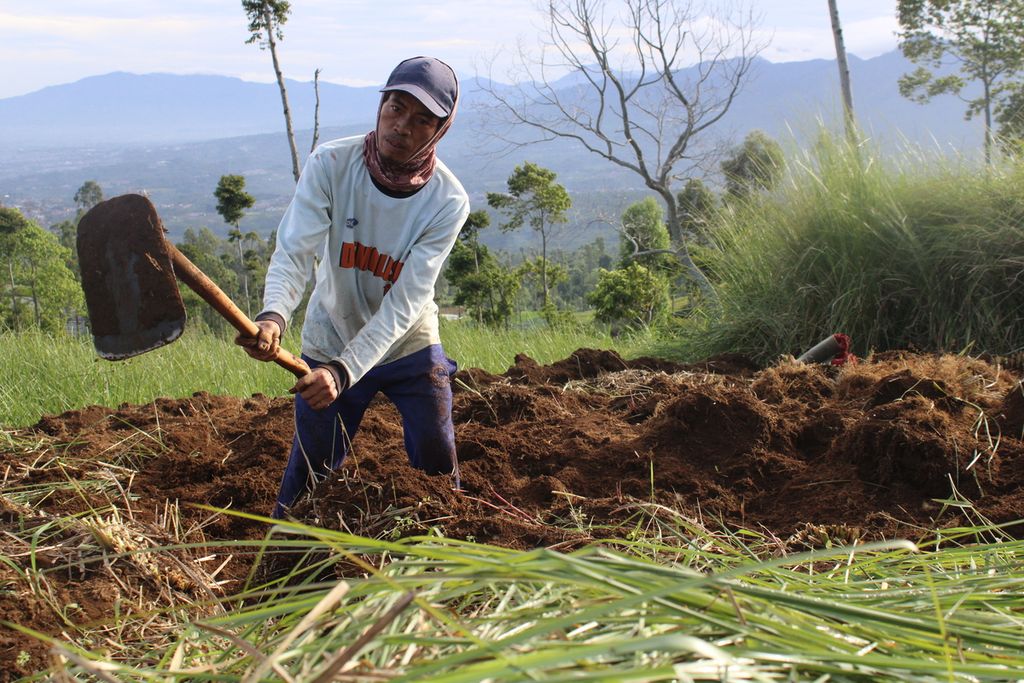One of the farmers was digging the land to take the fragrant root in Sukamukti Village, Cilawu District, Garut Regency, West Java on Saturday (13/1/2024).