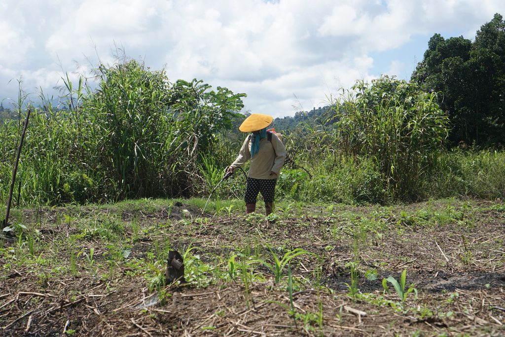 Lafung Kedung (52) menyemprot hama rumput di sekitar bibit padi yang ia semai di Desa Long Peleban, Kecamatan Peso, Kabupaten Bulungan, Kalimantan Utara, Senin (23/10/2023).