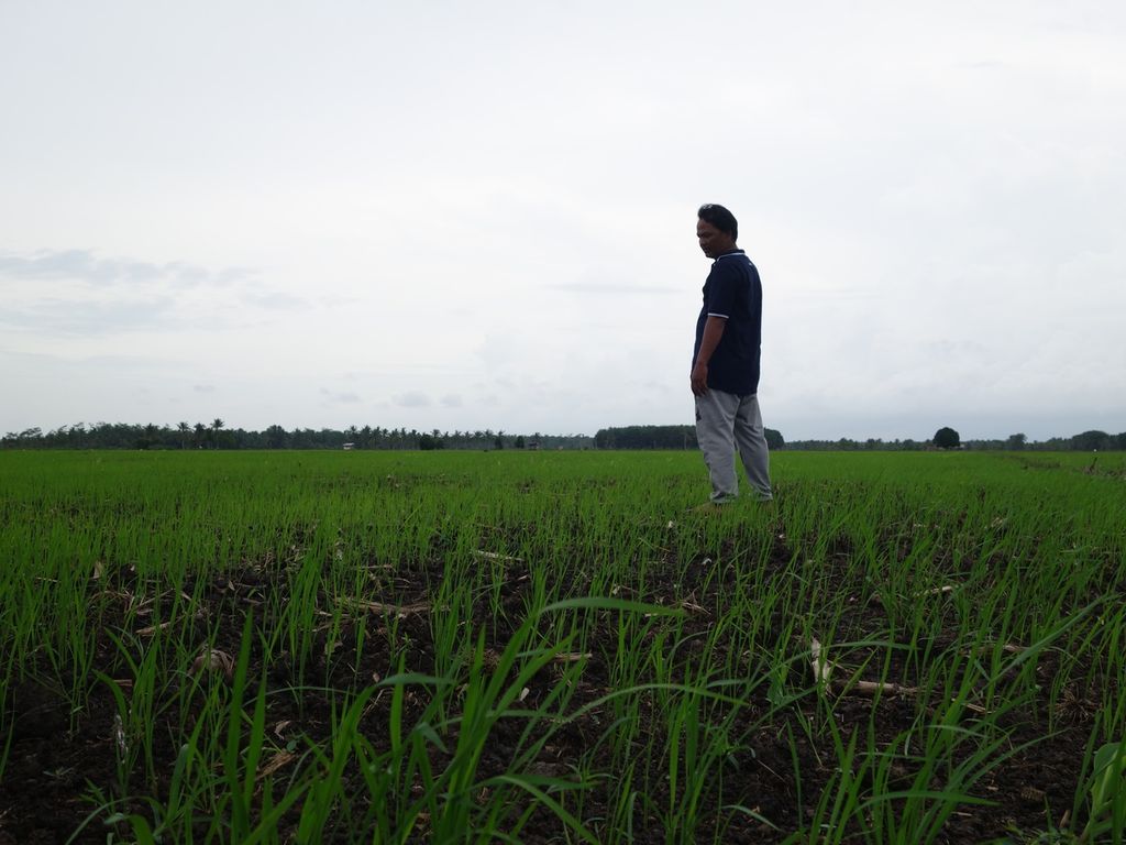 Sawah di Desa Daya Kesuma, Muara Sugihan, Kabupaten Banyuasin, Sumatera Selatan, terlihat seluas mata memandang pada Desember 2021 lalu. Banyuasin merupakan salah satu kantong padi di Sumatera Selatan yang menduduki peringkat kelima provinsi penghasil padi terbesar di Indonesia.