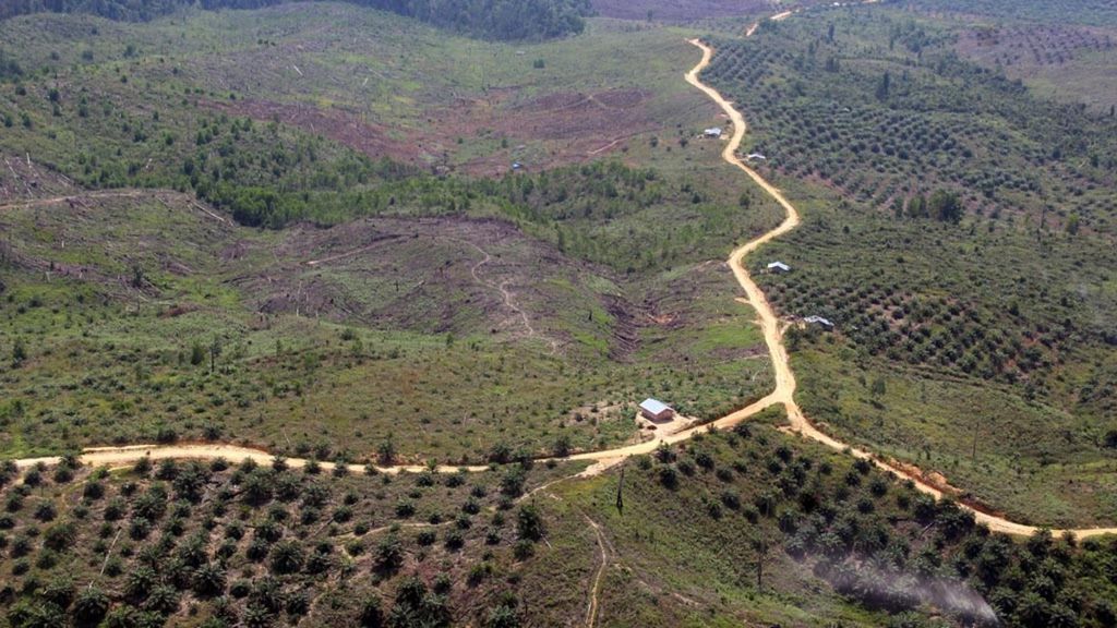 Kondisi Taman Nasional Tesso Nilo sekarang ini sudah semakin kritis. Diperkirakan 60.000 hektar kawasan hutan konservasi gajah sumatera itu kini telah dirusak untuk dijadikan kebun kelapa sawit.