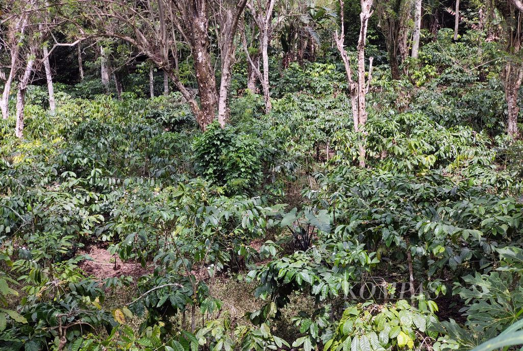 Suasana kebun kopi di kawasan Nendagung, Pagaralam Selatan, Kota Pagaralam, Sumatera Selatan, Jumat (5/7/2024). 