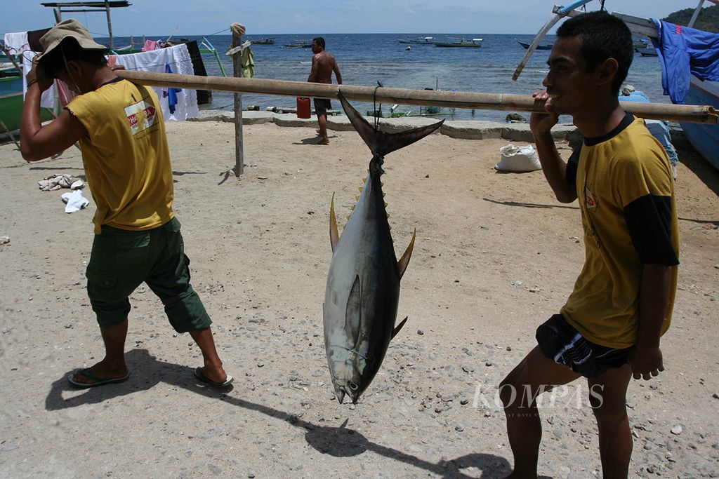 Nelayan di Desa Tanjung Keramat, Kota Gorontalo, Provinsi Gorontalo, memikul baby tuna sirip kuning. Nelayan di Gorontalo berharap memiliki peralatan tangkap yang memadai untuk memanfaatkan potensi perikanan tangkap yang mencapai 1,226 juta ton per tahun.