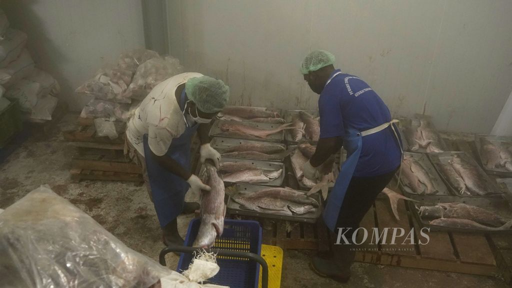 Tampak dua pekerja Koperasi Maria Bintang Laut, Donatus (kanan) dan Amatus. Ikan-ikan hasil tangkapan nelayan Kamoro yang disimpan di fasilitas <i>cold storage </i>milik Koperasi Maria Bintang Laut, Timika, Papua, pertengahan Maret 2022. 