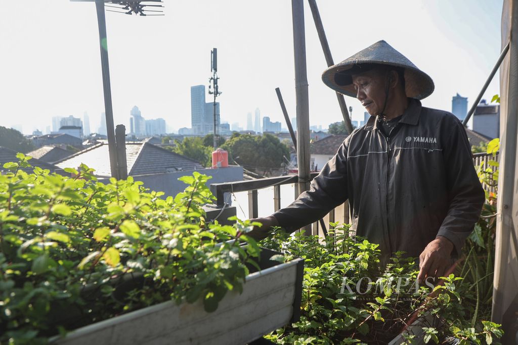 Pekerja mengecek tanaman <i>mint</i> yang ditanam di HSC Urban Farm, Pancoran, Jakarta Selatan, Selasa (1/8/2023). 