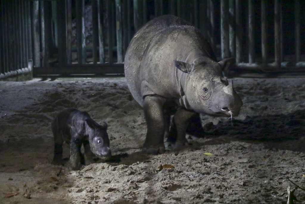 Seekor badak sumatera (<i>dicerorhinus sumatrensis</i>) lahir di Suaka Rhino Sumatera Taman Nasional Way Kambas, Lampung, Sabtu (30/9/2023) pukul 01.44 WIB. Bayi badak berjenis kelamin betina itu lahir dari induk bernama Ratu berumur 23 tahun.