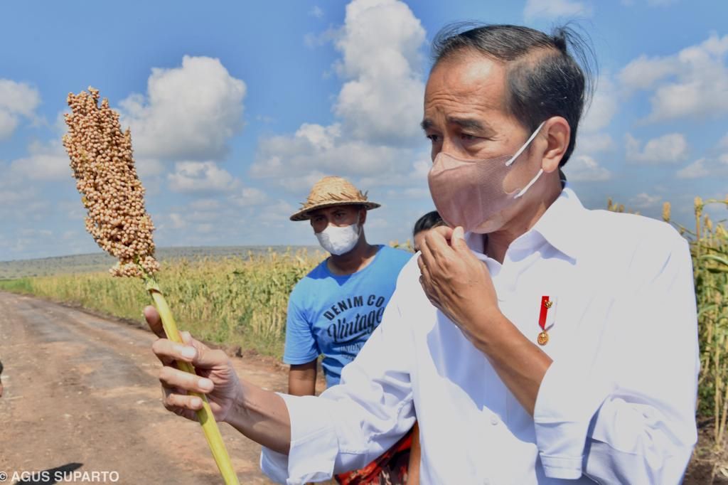 Presiden Joko Widodo saat meninjau lahan pertanian sorgum di Sumba Timur, Nusa Tenggara Timur, Kamis (2/6/2022).