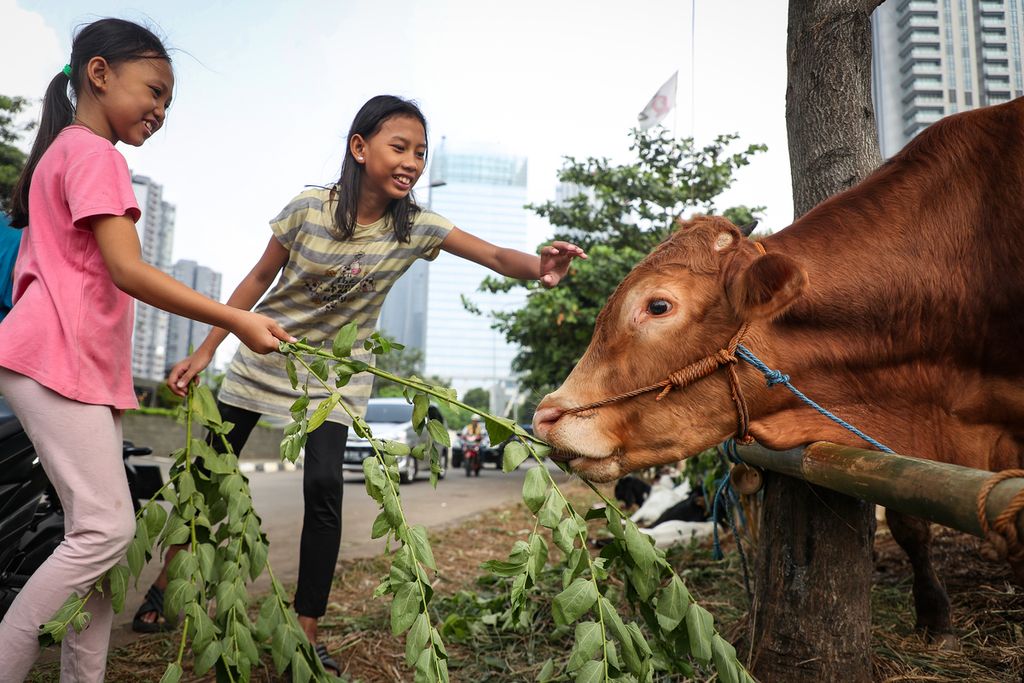 Anak-anak memberi makan sapi kurban yang dijual di kawasan Kuningan, Jakarta Selatan, Senin (26/6/2023). 