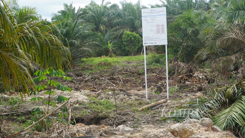 Salah satu lokasi lahan sawit percontohan Strategi Jangka Benah (SJB) dengan pola tanam sisip di Desa Karang Sari, Kabupaten Kotawaringin Timur, Kalimantan Tengah, Kamis (19/12/2019).