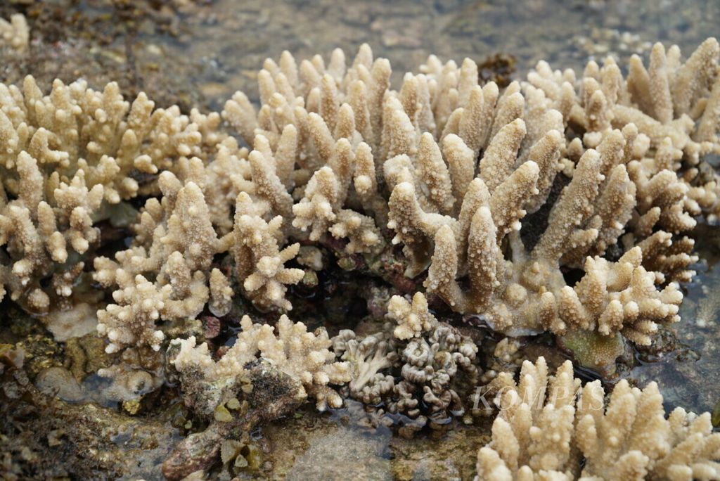 Terumbu karang jenis Acropora yang mengalami proses pemutihan di Pantai Manjuto, Nagari Sungai Pinang, Pesisir Selatan, Sumatera Barat, Sabtu (19/10/2019). Pemutihan terumbu karang diduga turut dipengaruhi kurangnya cahaya matahari akibat kabut asap.