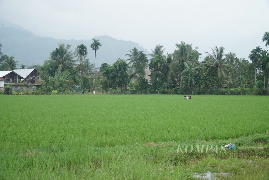 Kondisi padi yang baru ditanam beberapa bulan oleh petani di Kelurahan Sungai Sapih, Kecamatan Kuranji, Kota Padang, Sumatera Barat, Jumat (25/8/2023). Hingga saat ini, areal persawahan di Kota Padang belum terdampak fenomena El Nino yang menyebabkan kemarau panjang.