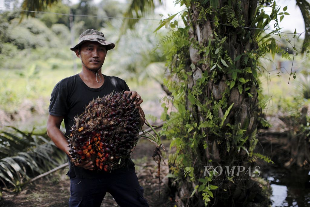 Petani memanen sawit di Desa Anggah Jaya, Kecamatan Sintang, Kabupaten Sintang, Kalimantan Barat, pertengahan Oktober 2021. 
