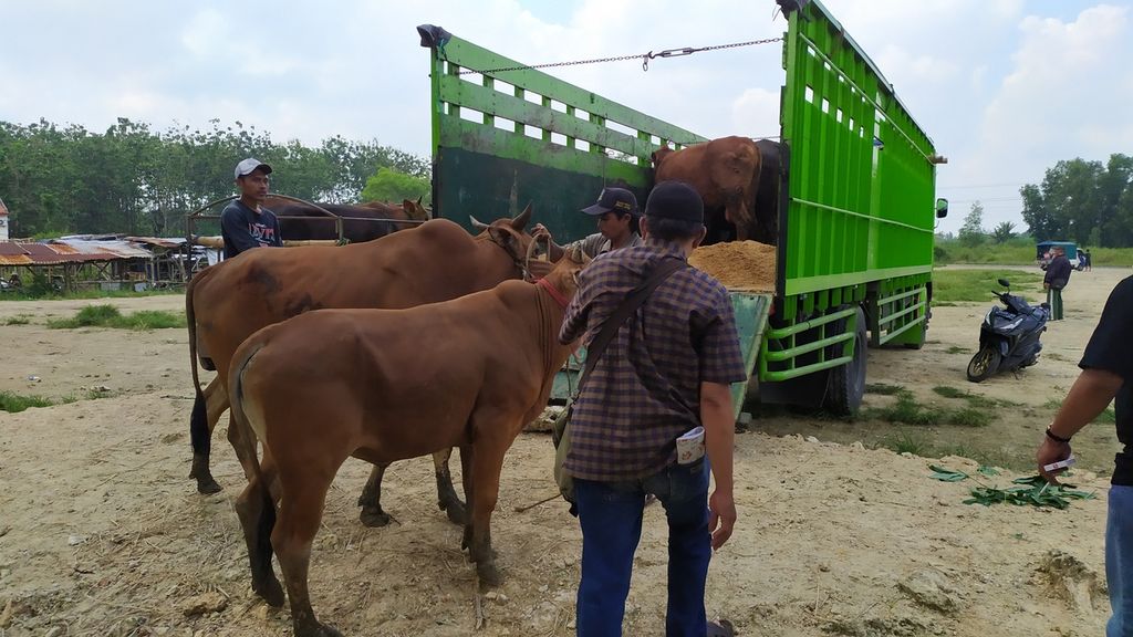Pedagang membawa sapi ke truk di area Pasar Hewan Tanah Merah, Bangkalan, Jawa Timur, Sabtu (18/6/2022). Transakai hewan ternak di pasar ini menurun selama wabah penyakit mukut dan kuku melanda.