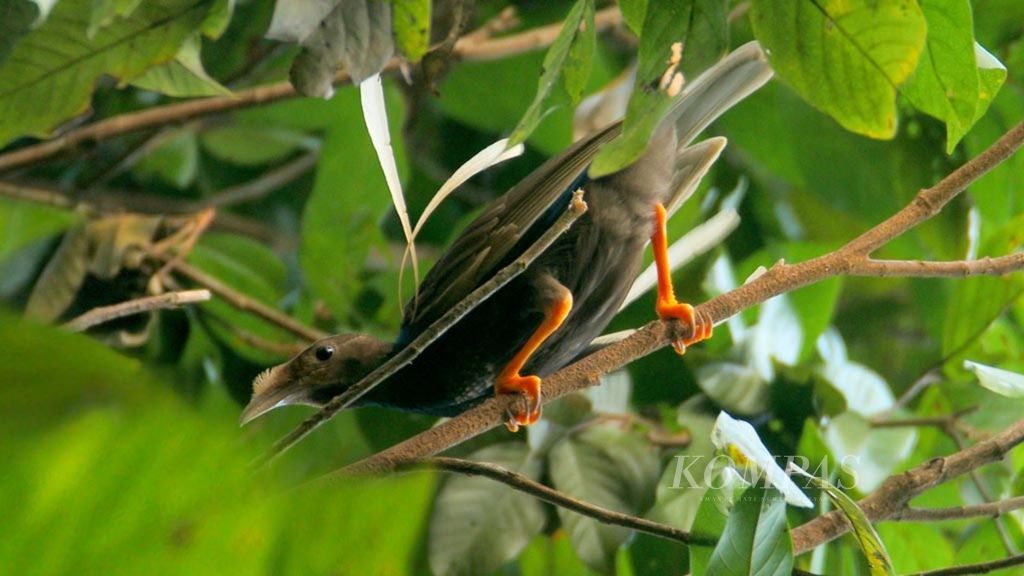 Bidadari Halmahera, ditemukan Ali, asisten Alfred Russel Wallace, saat berada di Pulau Bacan. Burung cantik endemik Sulawesi ini memiliki kemiripan morfologi dengan burung Cendrawasih di Papua.