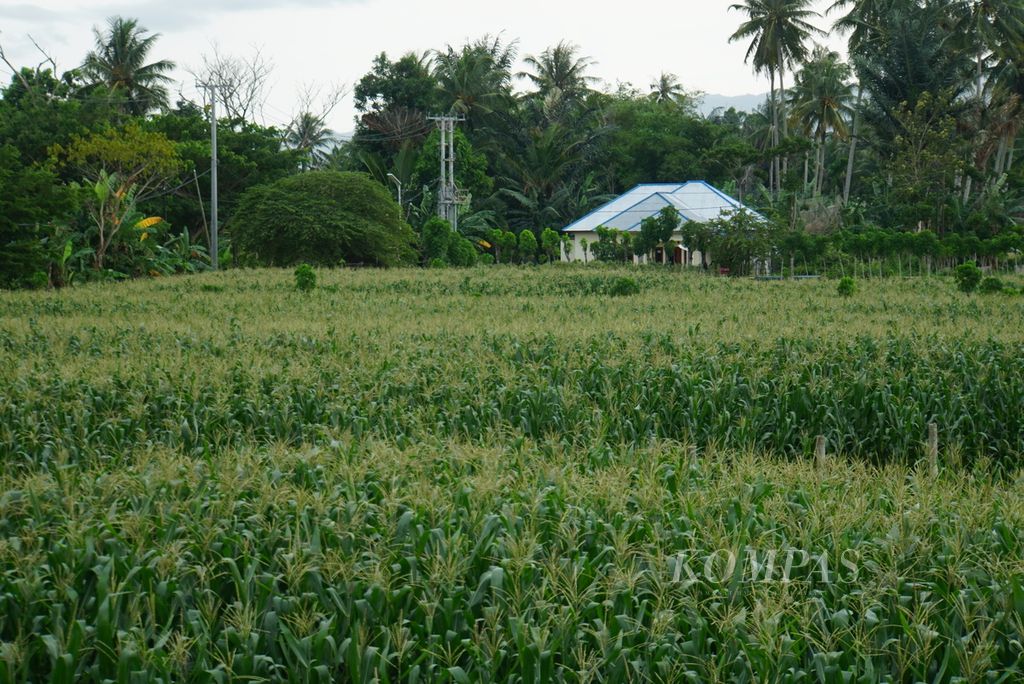Tanaman jagung yang mulai meninggi tampak di Limboto, Kabupaten Gorontalo, Provinsi Gorontalo, Kamis (30/11/2023). Sekitar 400.000 hektar atau sepertiga daratan Provinsi Gorontalo ditanami jagung hibrida.