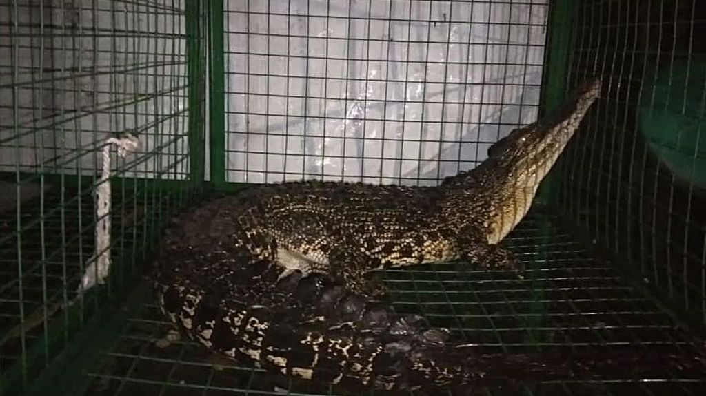 Seekor buaya muara (<i>Crocodylus porosus</i>) dengan panjang hampir 2 meter yang berhasil dievakuasi dari sungai di Desa Janti, Kecamatan Wates, Kabupaten Kediri, Jawa Timur, Rabu (23/2/2022), kini tengah berada di kandang transit Resor Konservasi BBKSDA Jawa Timur Wilayah I Kediri.
