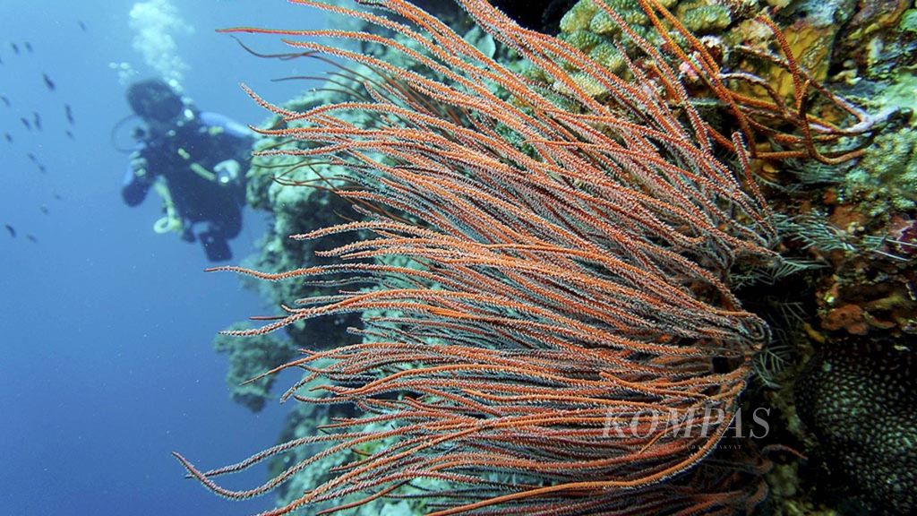 Kondisi bawah laut di titik selam zona pariwisata Pantai Yoro yang berbatasan dengan perairan Kaombo di Desa Wali, Binongko, Wakatobi, Sulawesi Tenggara, Rabu (27/9). Perlindungan terumbu karang setempat diberlakukan untuk menjamin ketersediaan sumber protein bagi masyarakat. 