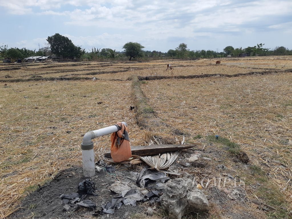Kondisi sawah yang tidak diolah lantaran kekeringan juga menerjang lokasi pertanian di Desa Oebelo, Kabupaten Kupang, Nusa Tenggara Timur, pada Selasa (3/10/2023). Untuk sementara, petani pergi meninggalkan lahan tersebut.