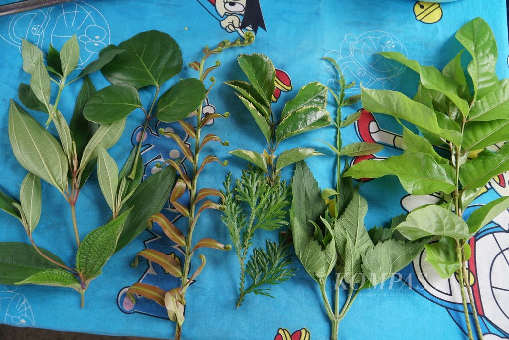 Beberapa dedaunan yang digunakan untuk membuat rendang daun di Nagari Batu Bulek, Kecamatan Lintau Buo Utara, Tanah Datar, Sumatera Barat, Sabtu (28/5/2022). Rendang khas Lintau ini menggunakan bahan-bahan 50-an hingga 100-an jenis dedaunan dan belut sawah.