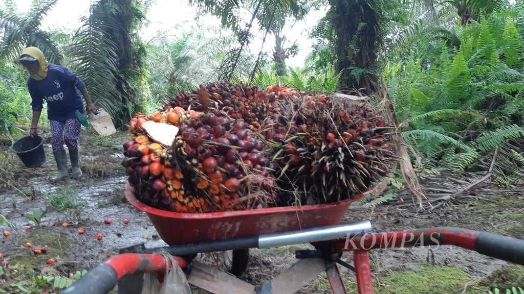 Tandan buah sawit yang sudah dikumpulkan pemanen siap diangkut ke atas truk, begitu juga buah gelondongan. Terlihat seorang perempuan buruh sedang mengumpulkan gelondongan buah sawit, Senin (24/7/2023).