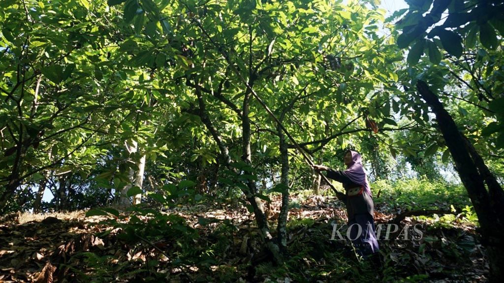 Duhaena (56), petani kakao di Kelurahan Ulunggolaka, Kecamatan Latembaga, Kabupaten Kolaka, Sulawesi Tenggara, memanen kakao di lahannya, Minggu (19/5/2019).
