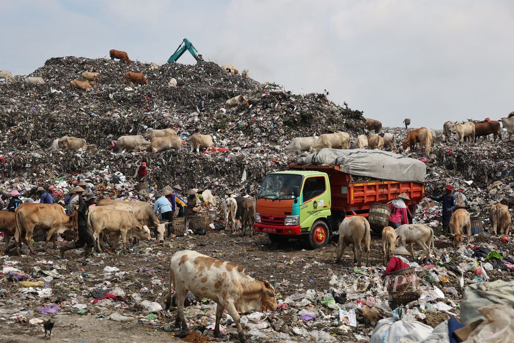 Kawanan burung kuntul dan sapi mencari makanan di Tempat Pembuangan Sampah Terpadu Piyungan, Bantul, DI Yogyakarta, Senin (28/2/2022). 