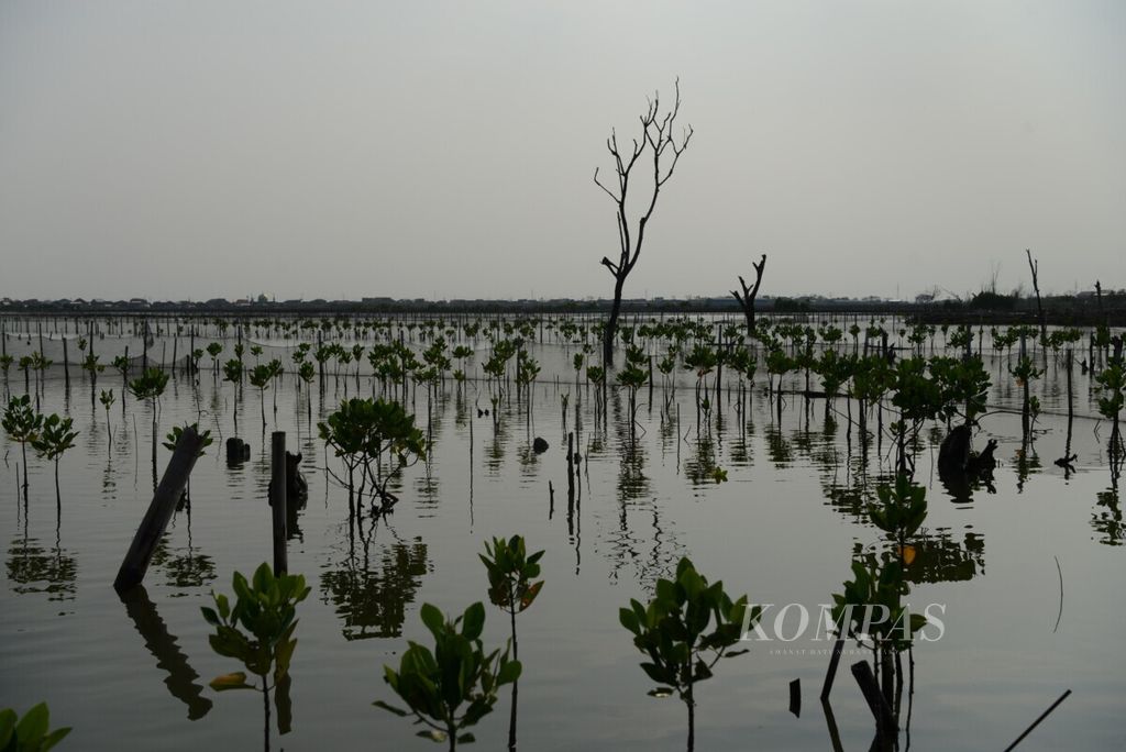 Bibit mangrove yang mulai tumbuh di sekitar tambak di Desa Timbulsloko, Kecamatan Sayung, Kabupaten Demak, Jawa Tengah, Rabu (20/11/2019). Rehabilitasi pesisir utara di kawasan tersebut terus dilakukan untuk mencegah abrasi yang terus mengancam.
