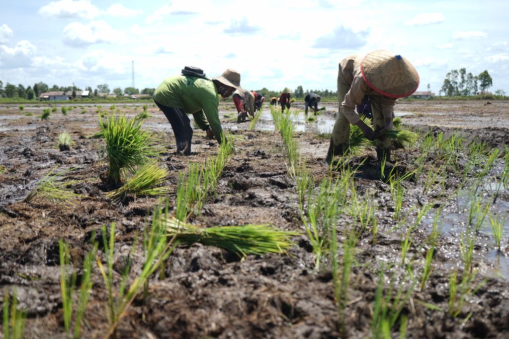 Para pekerja borongan asal Kalimantan Selatan sedang menanami padi jenis Impari-42 di sawah yang digarap pemerintah dalam program <i>food estate </i>di Desa Bentuk Jaya, Kabupaten Kapuas, Kalimantan Tengah, Rabu (21/4/2021).