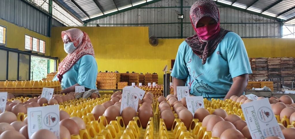 Pekerja Sekuntum Herbal menata telur di peternakan yang dikelola Kusno Waluyo di Lampung Timur, Lampung. Telur dijamin bebas residu antibiotik karena Waluyo menjaga kesehatan ayam dengan ramuan herbal.