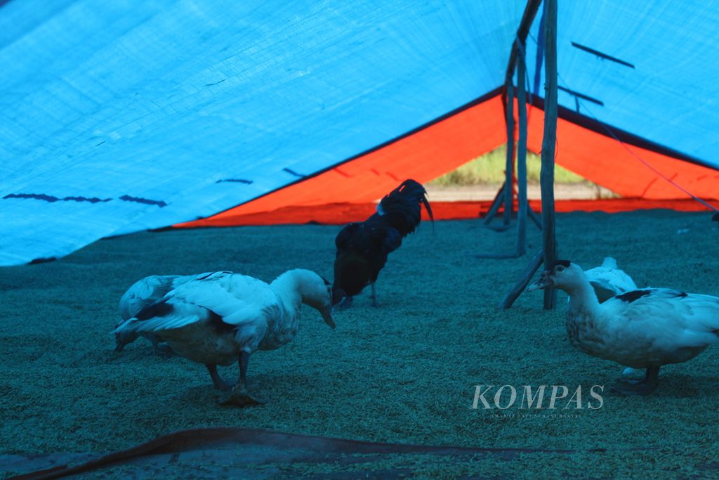 Ayam dan bebek masuk ke tenda gabah yang sedang dijemur di Desa Belanti Siam, Kabupaten Pulang Pisau, Kalimantan Tengah, Senin (8/4/2024).