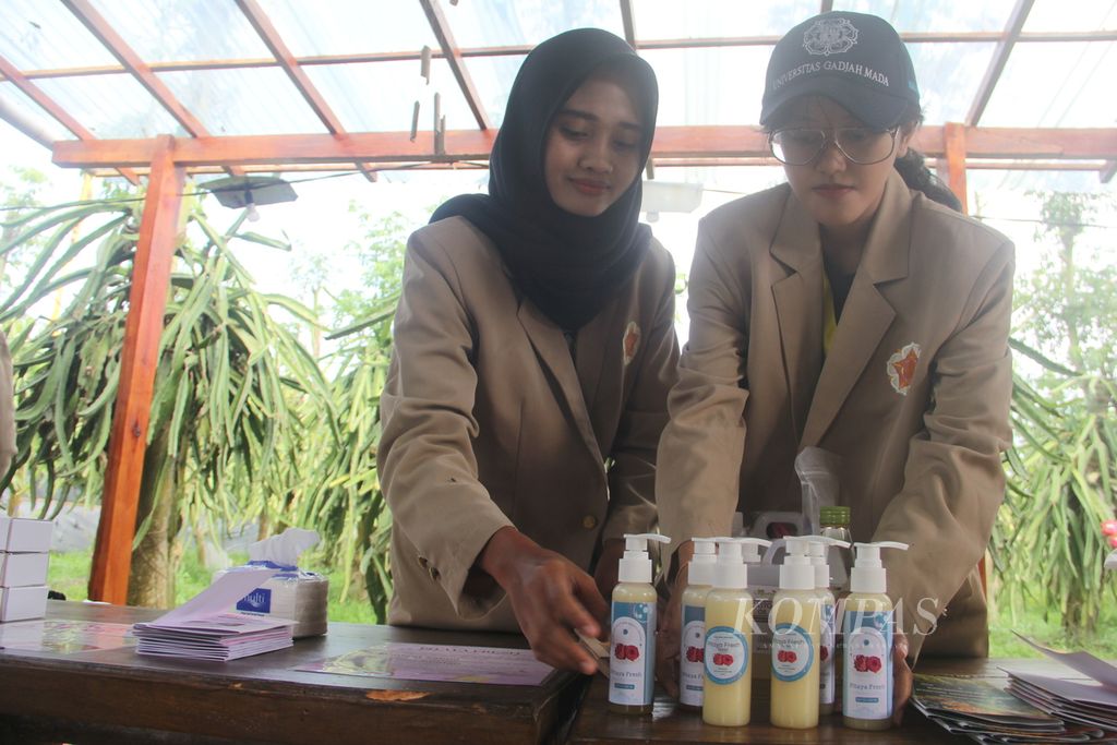Mahasiswa UGM menata sabun cuci tangan yang terbuat dari kulit buah naga, Jumat (28/7/2023), di Desa Sumbermulyo, Kecamatan Pesanggaran, Kabupaten Banyuwangi, Jatim. 