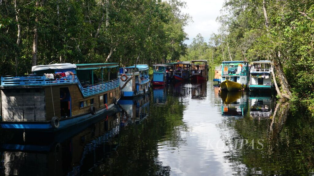 Kapal-kapal bersandar di dermaga Sungai Sekonyer, Tanjung Puting, kabupaten Kotawaringin Barat, Kalteng, untuk melihat pemberian makan ke orangutan, 5 Januari 2019.