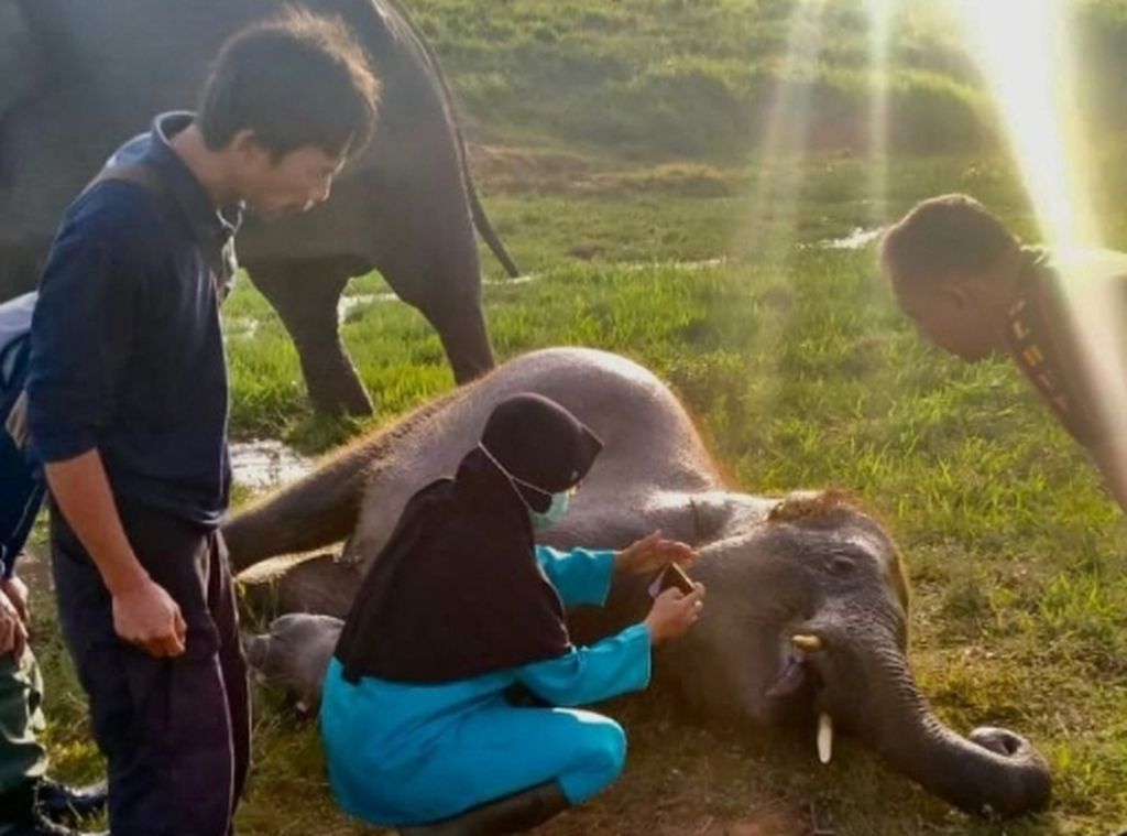 The doctor team examined a 4 years and 7 months old elephant calf found dead at the Elephant Training Center in Way Kambas National Park, Lampung, on Sunday (30/10/2022).