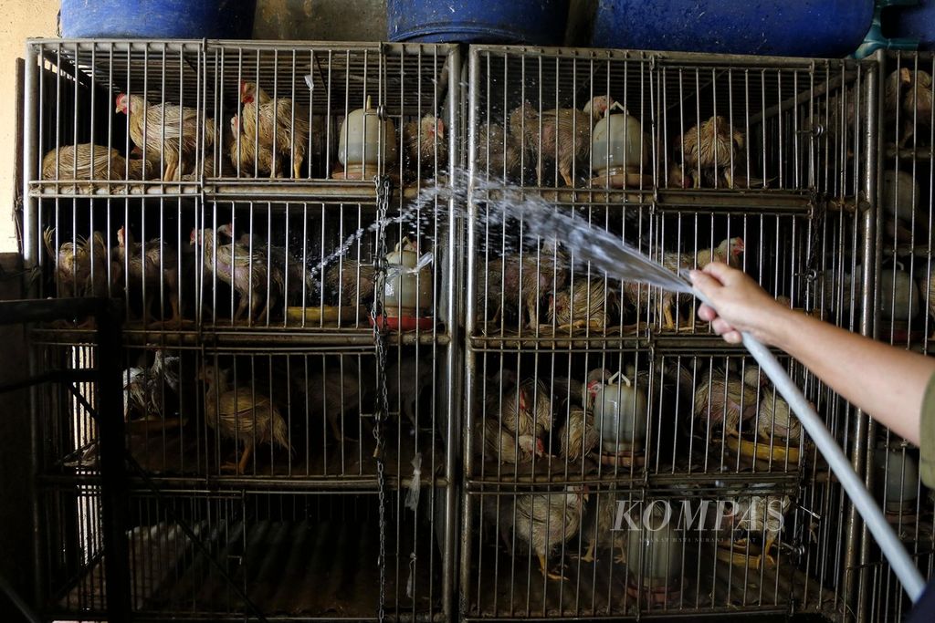 Pedagang merawat ayam broiler dagangannya di Pasar Kebayoran Lama, Jakarta Selatan, Senin (3/7/2023). Melonjaknya harga daging ayam hingga di kisaran Rp 50.000 per kilogram, menurut rilis yang dikeluarkan BPS, menjadi salah satu penyumbang inflasi pada Juni 2023.