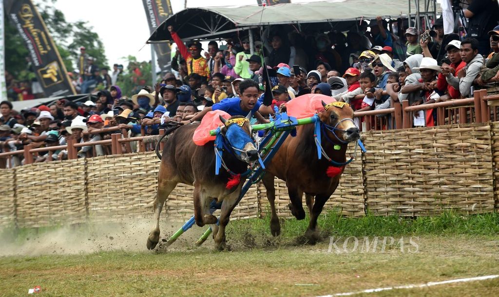 Joki mengarahkan sapi pada Karapan Sapi Piala Presiden 2022 di Stadion Karapan Sapi RP Moh Noer, Bangkalan, Minggu (16/10/2022).  Dalam karapan tersebut dua pasangan sapi akan beradu cepat sejauh 225 meter. 