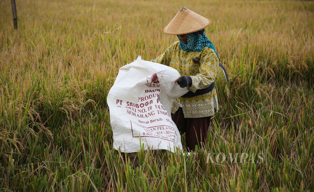 Buruh tani mempersiapkan karung saat memanen padi di Purwomartani, Kecamatan Kalasan, Kabupaten Sleman, Daerah Istimewa Yogyakarta, Jumat (4/8/2023). 
