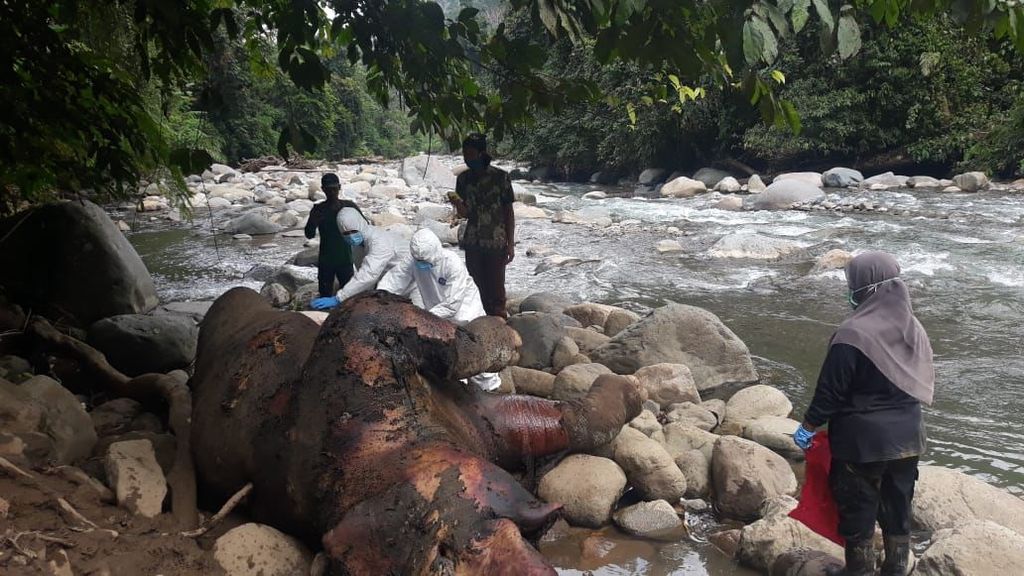 Tim dokter dari Balai Konservasi Sumber Daya Alam Aceh melakukan nekropsi terhadap bangkai gajah sumatera yang ditemukan mati di kawasan hutan di Kecamatan Nisam, Kabupaten Aceh Utara, Aceh, Selasa (22/2/2022).