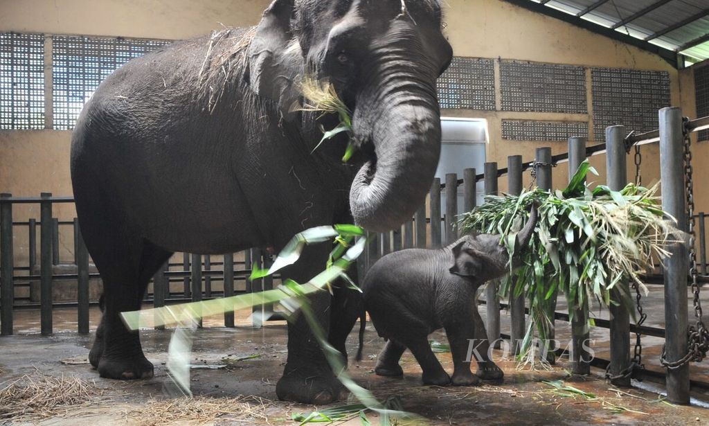 Gajah Sumatera betina, Sisca (24), sedang bersama anaknya yang berusia satu bulan di Taman Safari Prigen, Kabupaten Pasuruan, Jawa Timur, Rabu (12/8/2020). Bayi gajah tersebut diperlihatkan kepada umum bertepatan pada Hari Gajah Sedunia yang jatuh pada 12 Agustus. International Union for Conservation of Nature (IUCN) menaikkan status gajah Sumatera dari terancam menjadi kritis. Populasi gajah Sumatera liar saat ini kurang lebih 2000 ekor. 