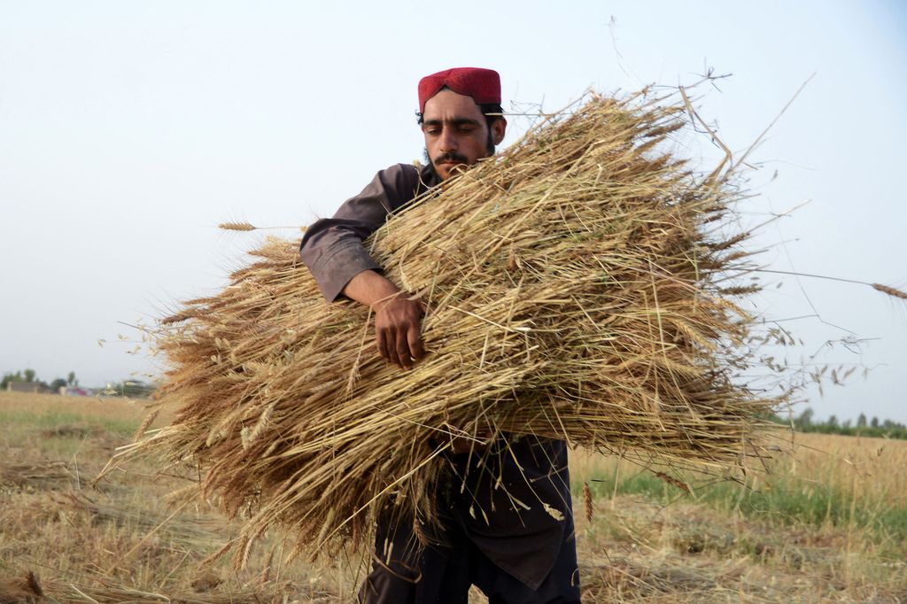 Seorang petani gandum tengah memanen gandumnya dari ladang di Distrik Zhari pinggiran Kandahar, pada 10 Mei 2022.