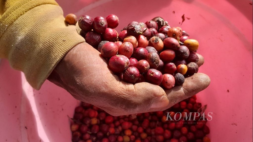 Warna merah biji kopi robusta yang baru saja dipetik di Desa Sumbergondo, Kecamatan Bumiaji, Kota Batu, Jawa Timur, Kamis (15/6/2023). Kopi itu ditanam petani di kawasan lereng Gunung Arjuno.