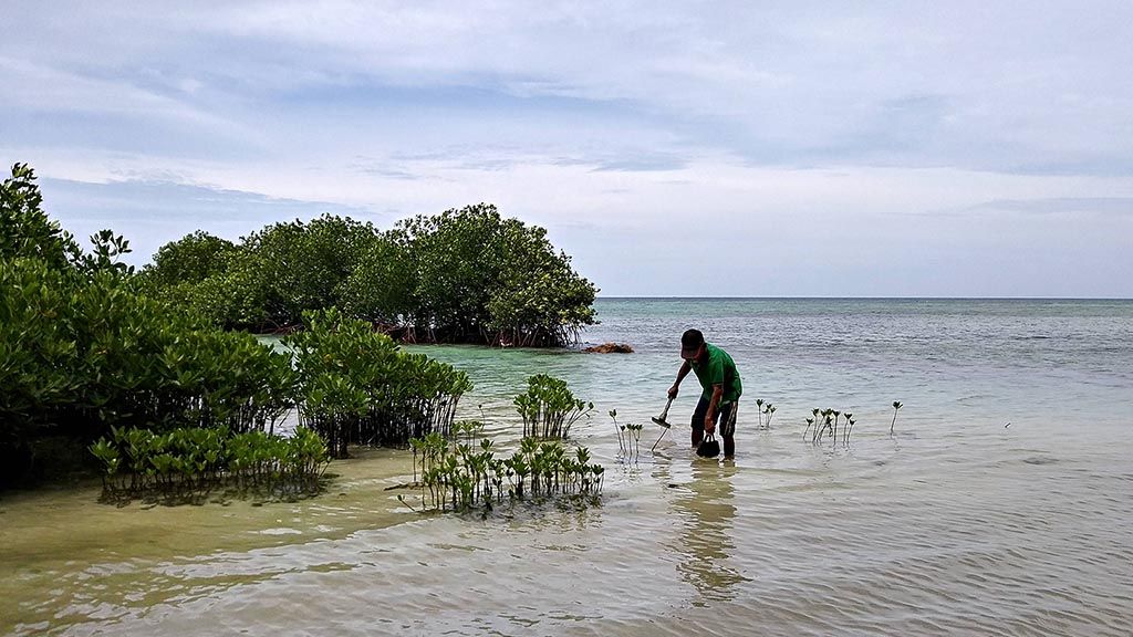 Pak Nalin membantu memelihara mangrove.