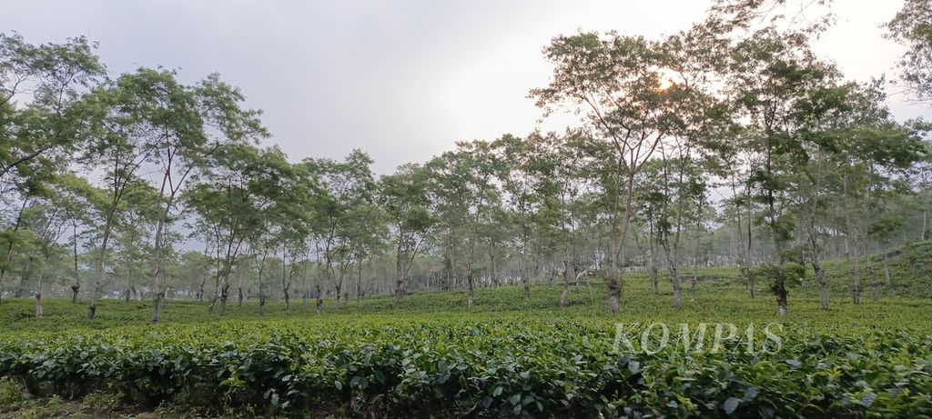 Hamparan teh di Kebun Teh Wonosari, Malang, Jawa Timur. 