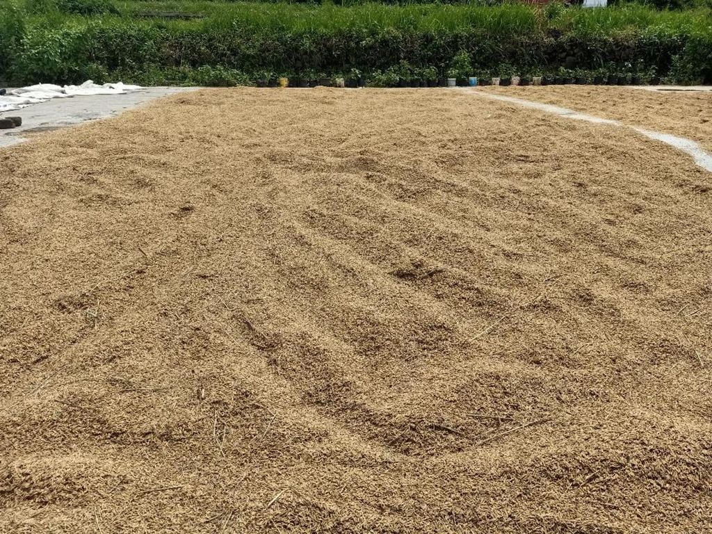Hamparan gabah dijemur di salah satu penggilingan padi di Kabupaten Magelang, Februari lalu. Sebagian besar petani masih berusaha menggenjot produksi beras dengan pupuk dan bahan kimia, serta masih enggan menerapkan sistem pertanian organik.