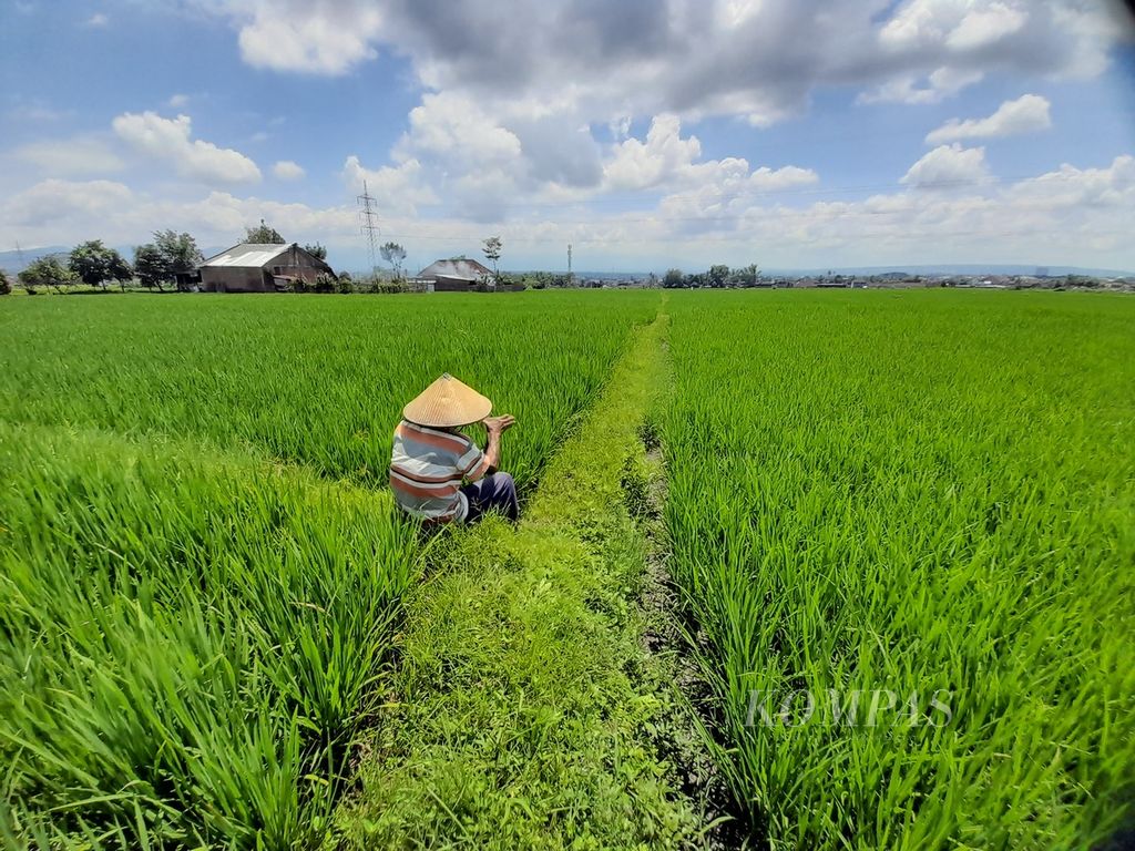 Pani, salah satu petani di Desa Lang-lang, Kecamatan Singosari, Kabupaten Malang, Jawa Timur, tengah menunggu tanaman padi miliknya, Kamis (1/12/2022). Tanaman padi termasuk paling rentan terdampak perubahan iklim. 