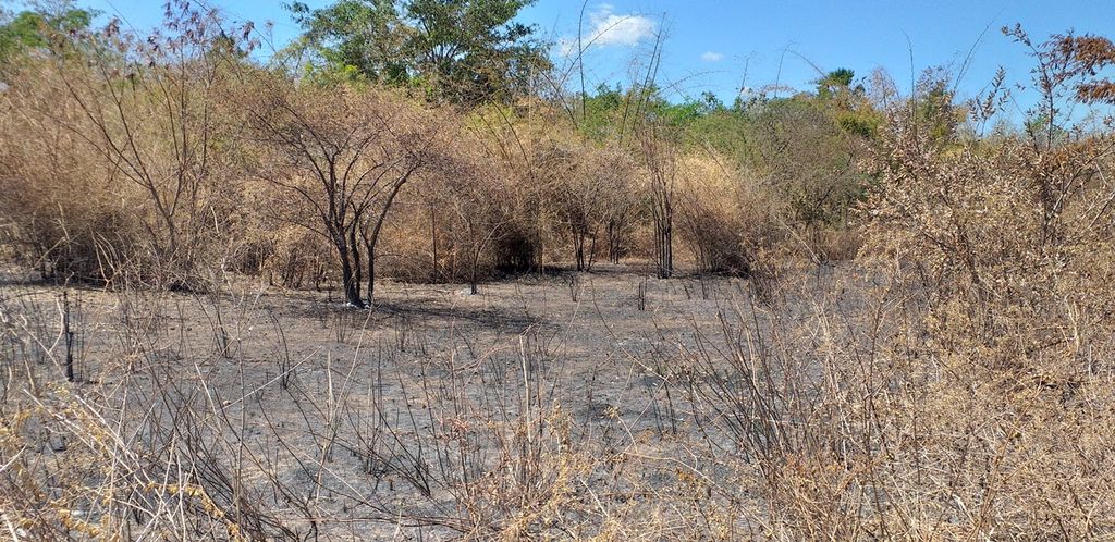 Kebakaran padang sabana di salah satu titik di Timor Tengah Selatan, Pulau Timor, menjadi masalah utama kerusakan habitat rusa di Pulau Timor.