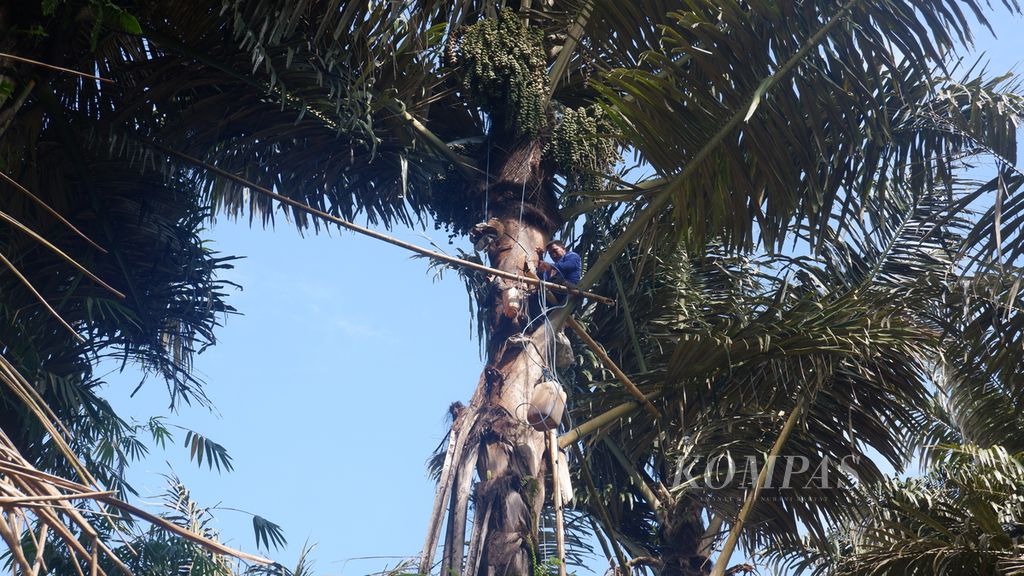 Baharuddin (60) mengulurkan jeriken berisi nira dari atas pohon aren di kawasan Bukit Mamake, Desa Sarang Tiung, Kecamatan Pulau Laut Sigam, Kabupaten Kotabaru, Kalimantan Selatan, Selasa (5/7/2022). Nira itu selanjutnya diolah menjadi gula aren.