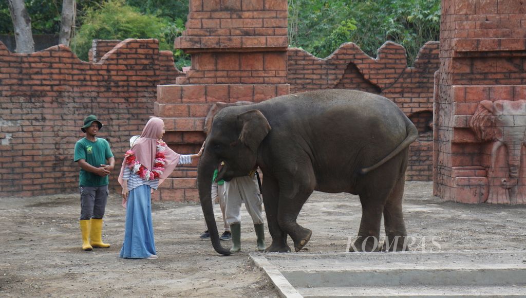 Wisatawan berinteraksi dengan gajah, di Solo Safari, Kota Surakarta, Jawa Tengah, Sabtu (22/7/2023). Itu merupakan salah satu destinasi wisata baru yang menggeliatkan aktivitas kepariwisataan di kota tersebut.